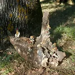 I Tre Lecci * Nocera Umbra